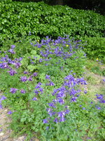 P1070976Akelei.JPG