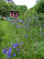 P1070977Blumenkannte.JPG