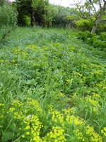 P1070978Wolfsmilch.JPG