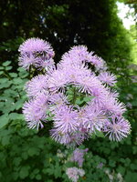 P1070984Wiesenraute.JPG