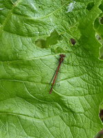 P1070988Libelle an der Telekie.JPG