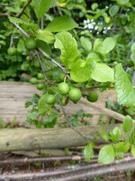 P1070989Krete.JPG