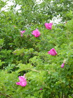 P1070996Wildrose am TEich.JPG