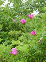 P1070996Wildrose am TEich.webp