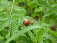 P1080002Schnecke.webp