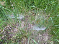 P1080004Spinnwebe.JPG