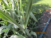 Elefantenknobi mit Blüte  23-05.25.JPG