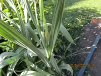 Elefantenknobi mit Blüte  23-05.25.JPG