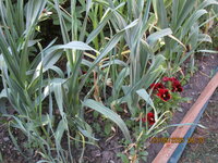 Elefantenknobi 23.05.25.JPG