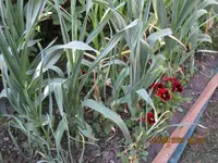 Elefantenknobi 23.05.25.JPG