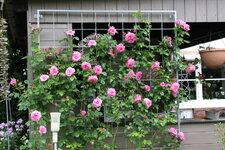 Rose Hl.Elisabeth   3724.JPG