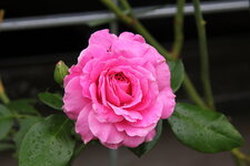 Rose Hl.Elisabeth   0422.JPG