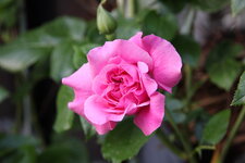 Rose Hl.Elisabeth   0423.JPG