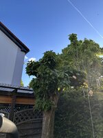 IMG_9342.jpeg