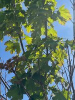 IMG_1887.jpeg