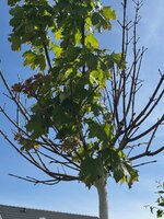 IMG_1886.jpeg