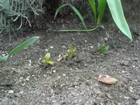 2010.04.13 029.webp