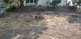 Wurzeln auf Rasen_5.webp