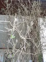 14.04.2010 089.webp