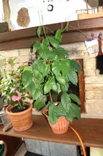 Riesenpassiflora.webp