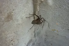 Spinne im Brunnenschacht.webp
