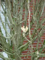 Garten 006.webp
