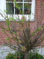 Garten 005.webp