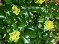 Garten 011.webp