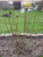Garten 039.webp