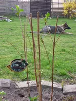 Garten 040.webp
