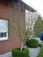 Garten 007.webp
