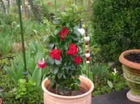 14.04.2010 002.webp