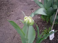 14.04.2010 015.webp