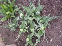 14.04.2010 016.webp