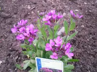 14.04.2010 020.webp