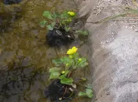 14.04.2010 026.webp