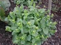 14.04.2010 029.webp