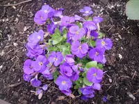 14.04.2010 030.webp