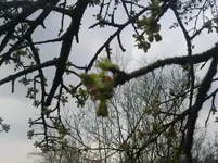 14.04.2010 034.webp