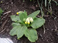 14.04.2010 035.webp