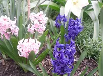 14.04.2010 037.webp