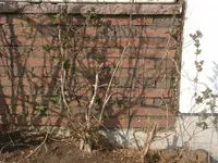 GArten 20.4.2010 001.webp