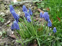 P1010484.webp