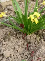 Garten 068.webp