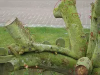 DSC00527.webp