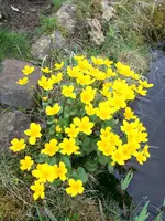 Sumpfdotterblume1.webp