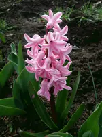 Hyazinthe1.webp