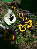 Stiefmuetterchen.webp