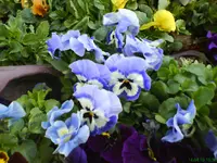 DSC01874.webp