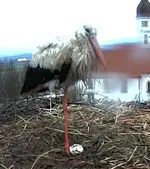 scheiß Wetter.webp